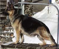 Tia
