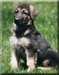 tripperpuppy